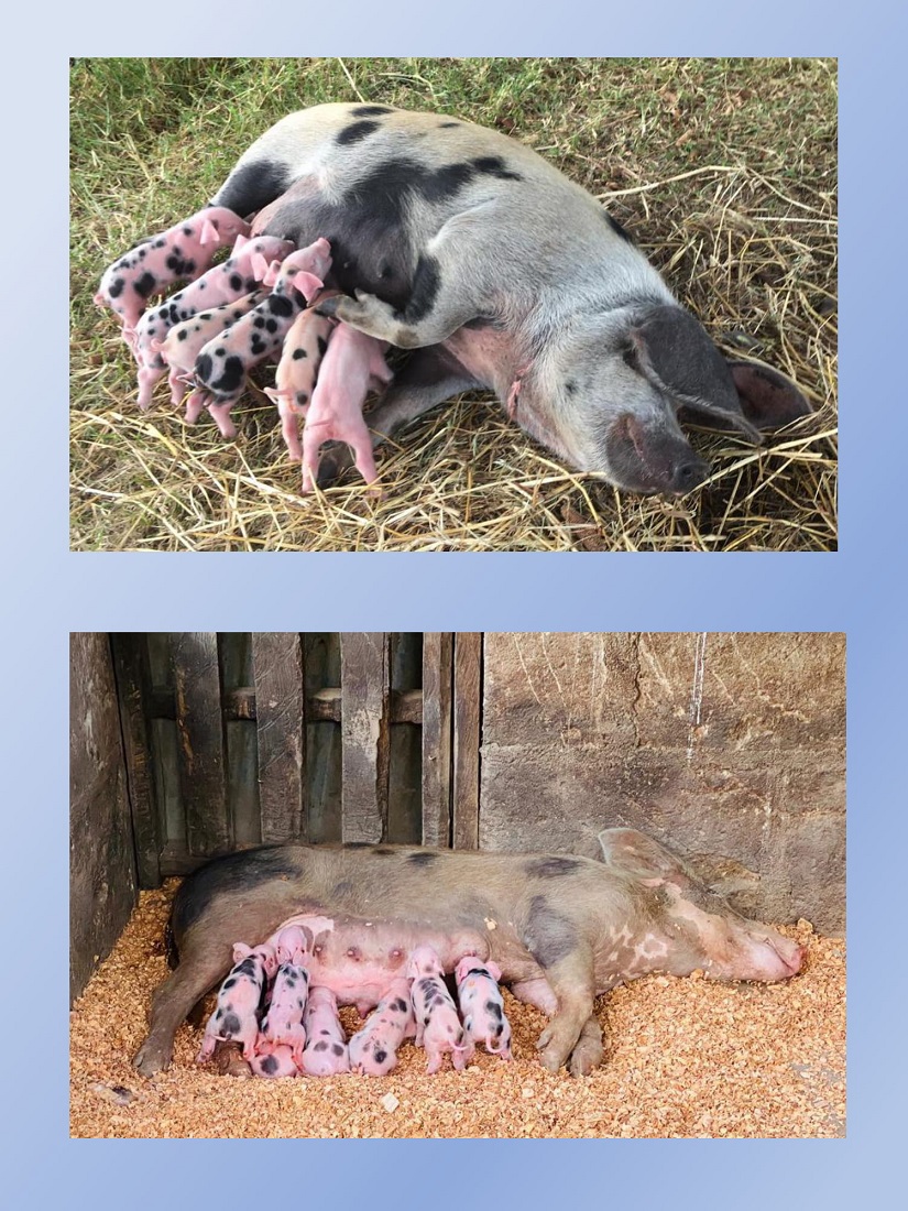 lechones